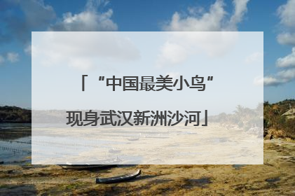 “中国最美小鸟”现身武汉新洲沙河