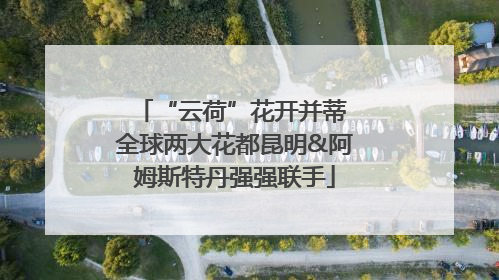“云荷”花开并蒂 全球两大花都昆明&阿姆斯特丹强强联手