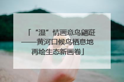 “湿”情画意鸟翩跹——黄河口候鸟栖息地再绘生态新画卷