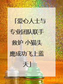 爱心人士与专业团队联手救护 小猫头鹰成功飞上蓝天