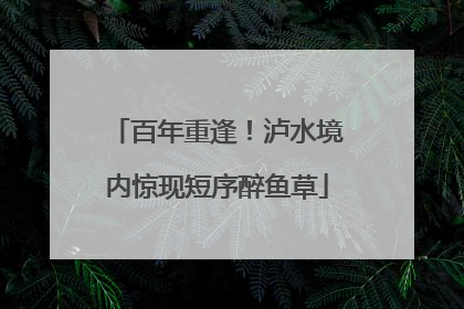 百年重逢！泸水境内惊现短序醉鱼草