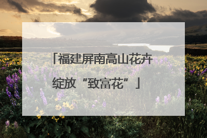 福建屏南高山花卉绽放“致富花”