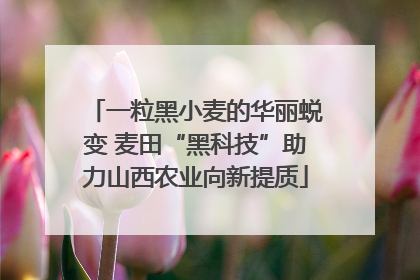 一粒黑小麦的华丽蜕变 麦田“黑科技”助力山西农业向新提质