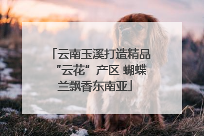 云南玉溪打造精品“云花”产区 蝴蝶兰飘香东南亚