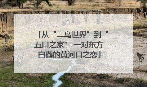 从“二鸟世界”到“五口之家” 一对东方白鹳的黄河口之恋