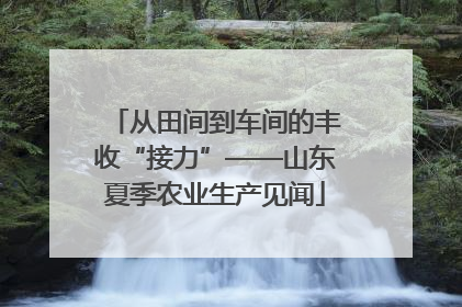 从田间到车间的丰收“接力”——山东夏季农业生产见闻