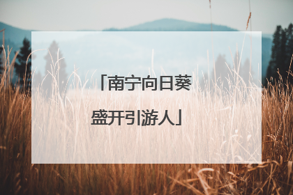 南宁向日葵盛开引游人