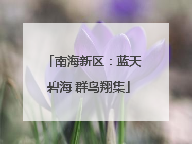 南海新区：蓝天碧海 群鸟翔集