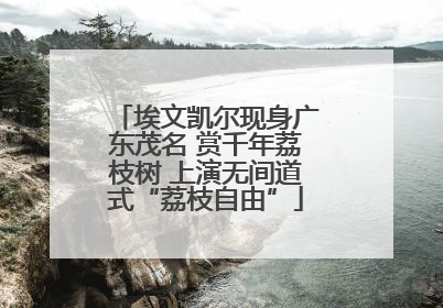 埃文凯尔现身广东茂名 赏千年荔枝树 上演无间道式“荔枝自由”