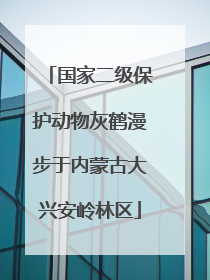 国家二级保护动物灰鹤漫步于内蒙古大兴安岭林区