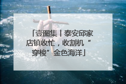 壹图集丨泰安邱家店镇收忙，收割机“穿梭”金色海洋