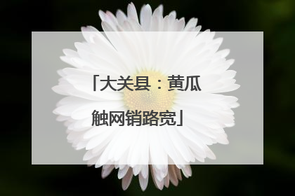 大关县：黄瓜触网销路宽