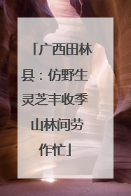 广西田林县：仿野生灵芝丰收季 山林间劳作忙