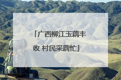 广西柳江玉藕丰收 村民采藕忙