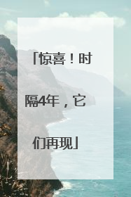 惊喜！时隔4年，它们再现