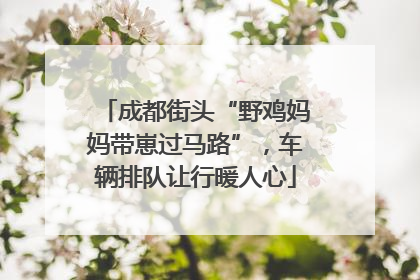 成都街头“野鸡妈妈带崽过马路”，车辆排队让行暖人心