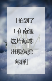 拍到了！在南通这片海域出现伪虎鲸群
