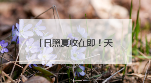 日照夏收在即！天气影响几何？气象台权威解读来了