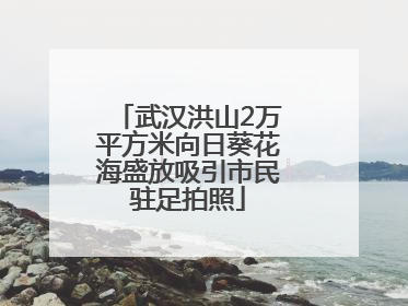 武汉洪山2万平方米向日葵花海盛放吸引市民驻足拍照