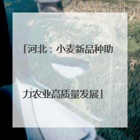 河北：小麦新品种助力农业高质量发展