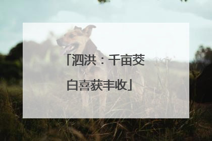 泗洪：千亩茭白喜获丰收