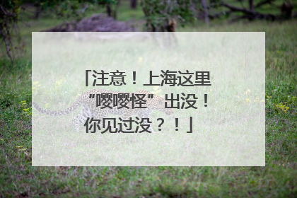 注意！上海这里“嘤嘤怪”出没！你见过没？！
