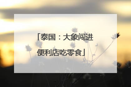 泰国：大象闯进便利店吃零食