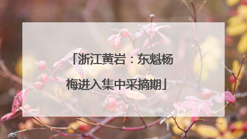 浙江黄岩：东魁杨梅进入集中采摘期