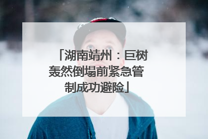 湖南靖州：巨树轰然倒塌前紧急管制成功避险