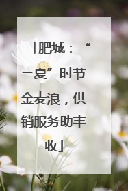 肥城：“三夏”时节金麦浪，供销服务助丰收