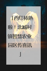 西红柿熟啦！北臧村镇智慧农业园区传喜讯