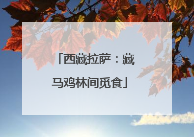 西藏拉萨：藏马鸡林间觅食
