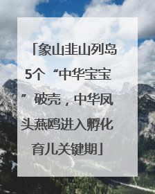象山韭山列岛5个“中华宝宝”破壳，中华凤头燕鸥进入孵化育儿关键期
