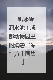 趴冰砖 泡水池！成都动物园里的消暑“凉”方丨图集