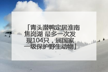 青头潜鸭定居淮南焦岗湖 最多一次发现104只，属国家一级保护野生动物