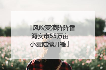 风吹麦浪阵阵香 海安市55万亩小麦陆续开镰