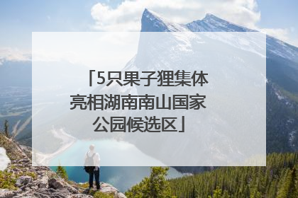 5只果子狸集体亮相湖南南山国家公园候选区